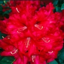 Picture of Rhododendron Britton Hill Bugle