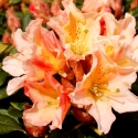 Picture of Rhododendron Buna