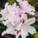 Picture of Rhododendron Cheer