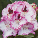 Picture of Rhododendron Cherry Cheesecake