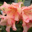 Picture of Rhododendron Cherry Custard