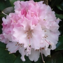 Picture of Rhododendron Christmas Cheer