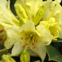 Picture of Rhododendron Chrysomanicum