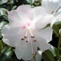 Picture of Rhododendron Cilpinense