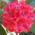 Picture of Rhododendron Cornubia