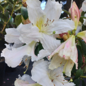 Picture of Rhododendron Cos