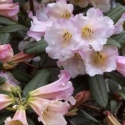 Picture of Rhododendron Countess Of Haddington