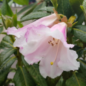 Picture of Rhododendron Countess Of Haddington