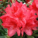 Picture of Rhododendron Damozel