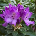 Picture of Rhododendron Daphnoides
