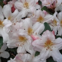 Picture of Rhododendron Dendricola