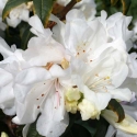 Picture of Rhododendron Dora Amateis