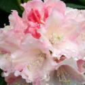 Picture of Rhododendron Dreamland