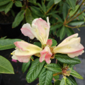 Picture of Rhododendron Edgeworthii