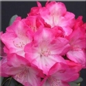 Picture of Rhododendron Fantastica