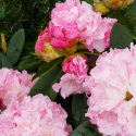 Picture of Rhododendron Fantastica