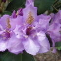 Picture of Rhododendron Fastuosum Flore Pleno