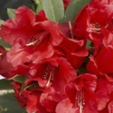 Picture of Rhododendron Fireman Jeff
