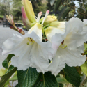 Rhododendron Floral Fete Picture of Rhododendron Floral Fete
