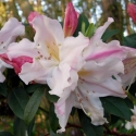 Picture of Rhododendron Fragrantissimum