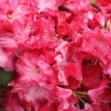 Picture of Rhododendron Freeman Stephens