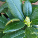 Picture of Rhododendron Frosted Ice