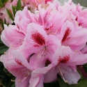 Picture of Rhododendron Furnivals Daughter