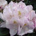 Picture of Rhododendron Gomer Waterer