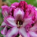 Picture of Rhododendron Grandmas Hat
