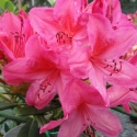 Picture of Rhododendron Grierpont