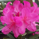 Picture of Rhododendron Grierpont