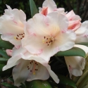 Picture of Rhododendron Grumpy Dwf