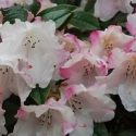 Picture of Rhododendron Harry Tagg