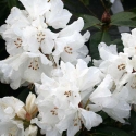 Picture of Rhododendron Helene Schiffner