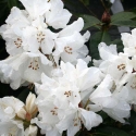 Rhododendron Helene Schiffner Picture of Rhododendron Helene Schiffner