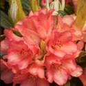 Picture of Rhododendron High Society
