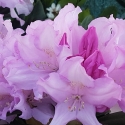 Picture of Rhododendron Hoppy Dwf