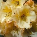 Picture of Rhododendron Horizon Monarch