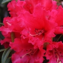Picture of Rhododendron Huntington