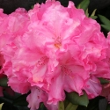 Picture of Rhododendron Hydon Hunter Dwf