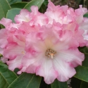 Picture of Rhododendron Irene Bain