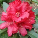 Picture of Rhododendron Iverys Scarlet