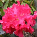 Picture of Rhododendron Jean Marie De Montague