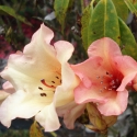 Picture of Rhododendron Jingle Bells