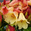 Picture of Rhododendron Jingle Bells