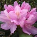 Picture of Rhododendron Jodie King Dwf