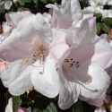Picture of Rhododendron John Bull