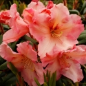 Picture of Rhododendron Johns Memory