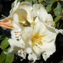 Picture of Rhododendron Johnstoneanum