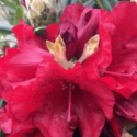 Picture of Rhododendron Kiwi Dad